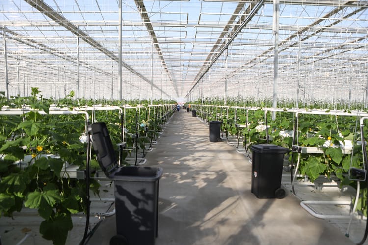 Kazahstan Kulsary, cucumber greenhouse, stills footage 16