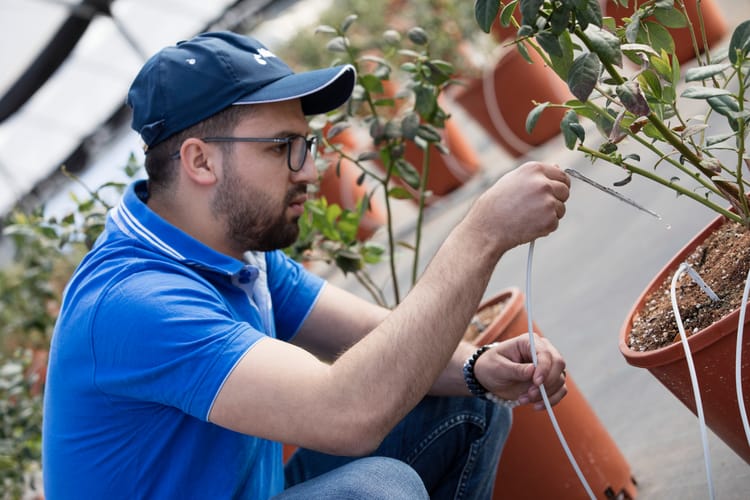 Blueberries Morocco 39