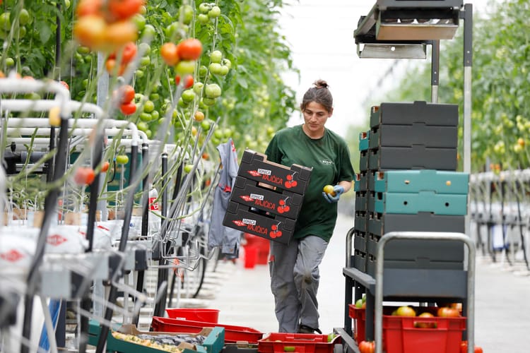 Croatia Agrokor, tomato greenhouse, stills footage 101