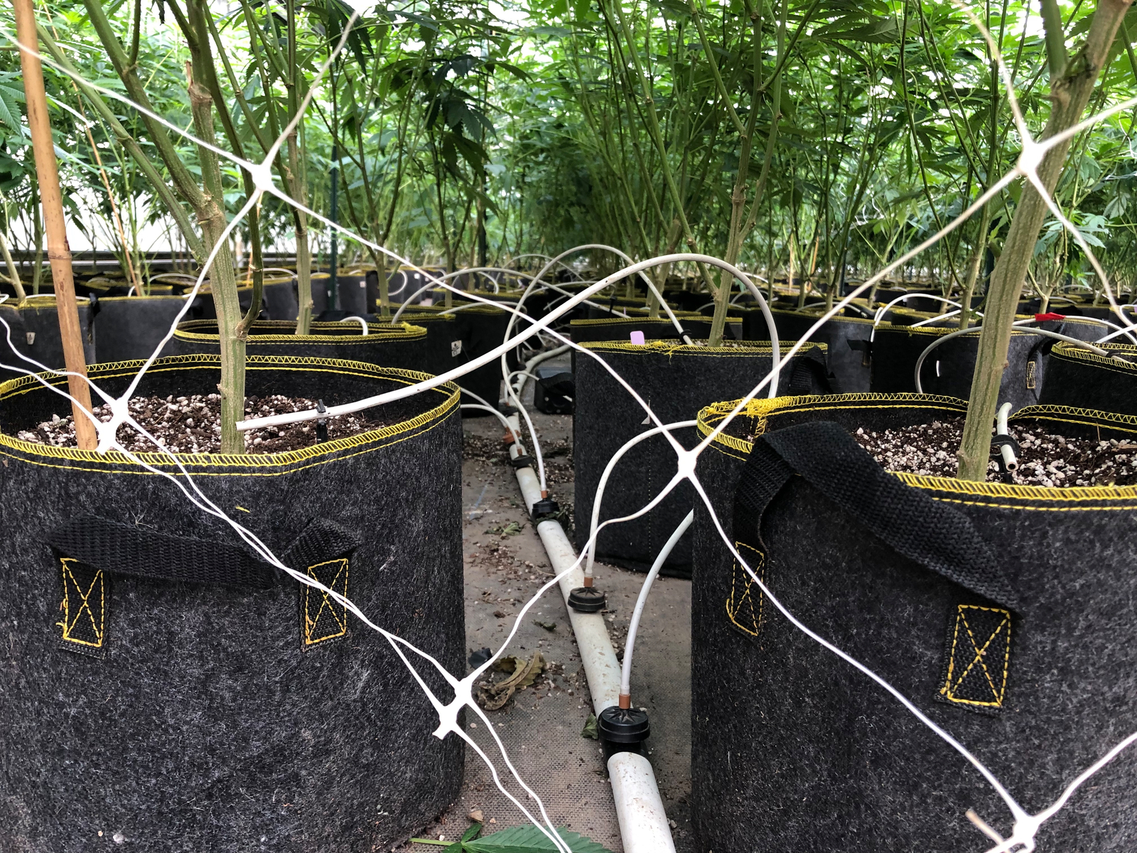 cannabis in greenhouse  5