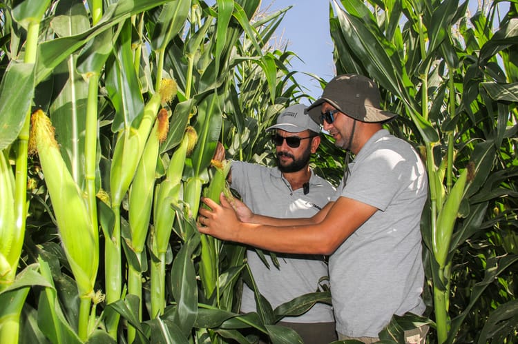 Netafim agronomist and customer in corn field