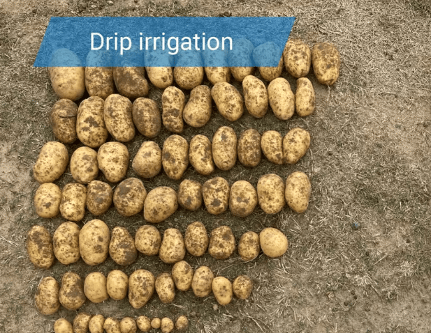 Netafim France and McCain Foods Launch Initiative to Promote Drip Irrigation in Potato Cultivation