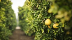 Growing More With Less: Agriculture In The Age Of Data