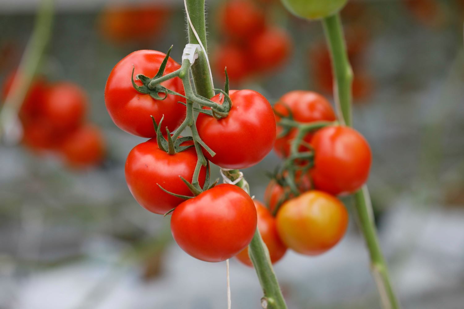 Tomatoes