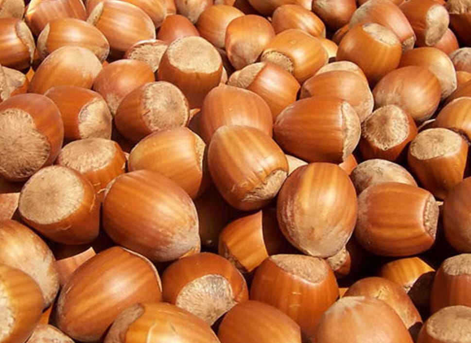 Hazelnut