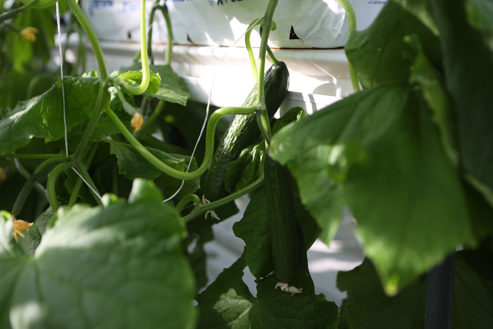 Greenhouse Cucumbers