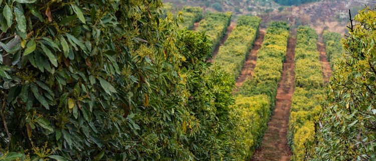 RECORD YIELDS AND SUPER-FAST ROI ON AVOCADO PLANTATIONS